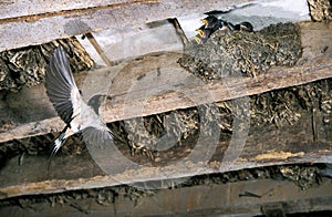 Barn Swallow, hirundo rustica, Adult in Flight, Feeding Chicks at Nest, Normandy