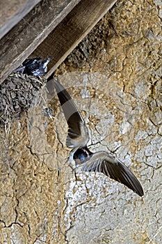 Barn Swallow, hirundo rustica, Adult in Flight, Feeding Chicks at Nest, Normandy