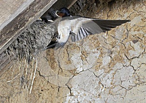 Barn Swallow, hirundo rustica, Adult in Flight, Feeding Chicks at Nest, Normandy