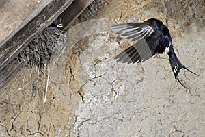 Barn Swallow, hirundo rustica, Adult in Flight, Feeding Chicks at Nest, Normandy