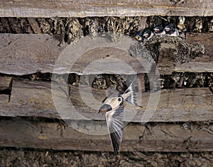 Barn Swallow, hirundo rustica, Adult in Flight, Feeding Chicks at Nest, Normandy