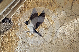 BARN SWALLOW hirundo rustica, ADULT IN FLIGHT WITH INSECTS IN ITS BEAK FOR FEEDING CHICKS IN NEST, NORMANDY