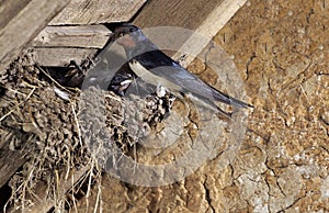 BARN SWALLOW hirundo rustica, ADULT WITH INSECTS IN ITS BEAK FOR FEEDING CHICKS IN NEST, NORMANDY