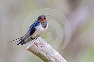 barn swallow (Hirundo rustica)on Amrum in Northern Germany