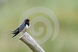 barn swallow (Hirundo rustica)on Amrum in Northern Germany