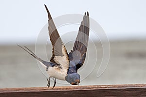 barn swallow (Hirundo rustica)on Amrum in Northern Germany
