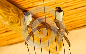 Barn Swallow Hirundo Rustica Andorinha-das-chamines