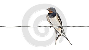 Barn Swallow, Hirundo rustica