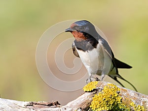 Barn swallow, Hirundo rustica. A bird sits on a beautiful branch