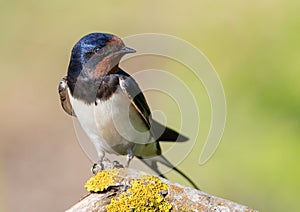 Barn swallow, Hirundo rustica. A bird sits on a beautiful branch. Looks away