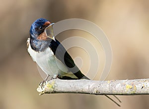 Barn swallow, Hirundo rustica. A bird sits on a branch and sings