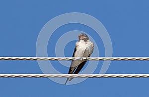 Barn swallow, Hirundo rustica. A bird sits on an electric wire against the blue sky