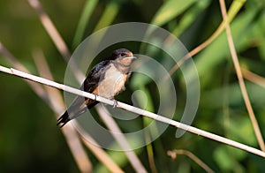 Barn Swallow, Hirundo rustica. A bird sits on a reed stalk near the water