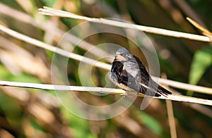 Barn Swallow, Hirundo rustica. A bird sits on a reed stalk near the water