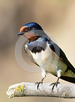 Barn swallow, Hirundo rustica. A bird sitting on a branch, close-up