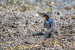 Barn Swallow or Hirundo rustica builds nest