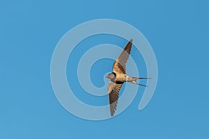 Barn Swallow (Hirundo rustica) chasing insects in flight