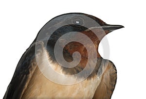 Barn Swallow, Hirundo rustica, close up