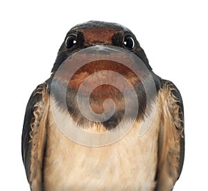 Barn Swallow, Hirundo rustica, close up