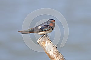 Barn Swallow Hirundo rustica Cute Birds of Thailand