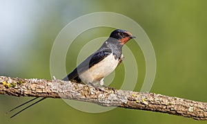 Barn swallow, hirundo rustica. At dawn, a bird sits on a beautiful branch