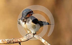 Barn swallow, hirundo rustica. At dawn, a bird sits on a thin beautiful branch