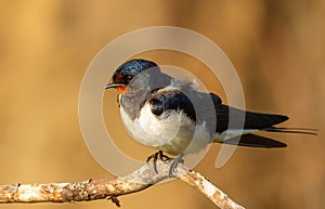 Barn swallow, hirundo rustica. At dawn, a bird sits on a thin beautiful branch