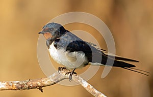 Barn swallow, hirundo rustica. At dawn, a bird sits on a thin beautiful branch