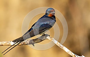 Barn swallow, hirundo rustica. At dawn, a bird sits on a thin beautiful branch