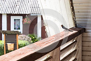 Barn swallow, Hirundo rustica in an Estonian countryside