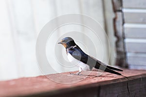 Barn swallow, Hirundo rustica in an Estonian countryside