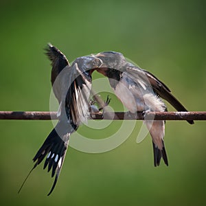 Barn swallow Hirundo rustica feeding her nestling sitting on the wire