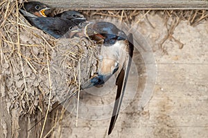 Barn swallow (Hirundo rustica) feeding its chicks at the nest on the farm
