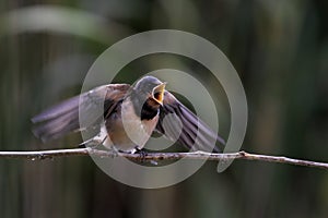 Barn swallow (Hirundo rustica).