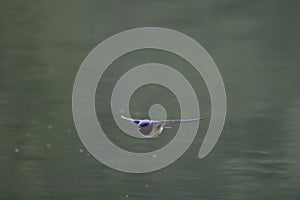 a barn swallow (Hirundo rustica) flies over a lake