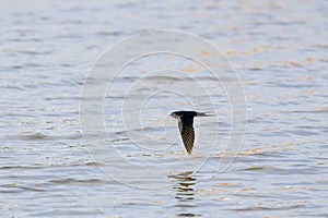 a barn swallow (Hirundo rustica) flies over a lake