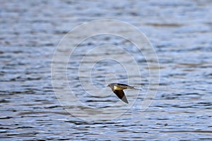 a barn swallow (Hirundo rustica) flies over a lake