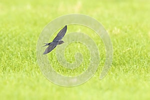 Barn Swallow Hirundo rustica in flight above farmland