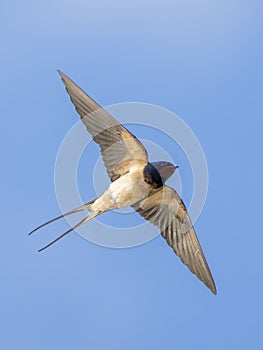 Barn Swallow (Hirundo rustica) in flight against the sky. Bird in flight. photo