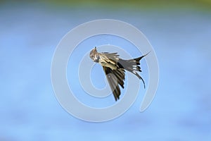 Barn Swallow Hirundo rustica in flight closeup