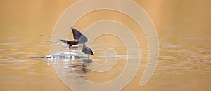 Barn swallow Hirundo rustica in flight drink over the lake