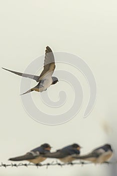 Barn Swallow Hirundo rustica in flight and feeding chicks.