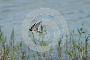 Barn swallow, Hirundo rustica, flying over reeds hunting for insects in the lagoon of the El Hondo natural park