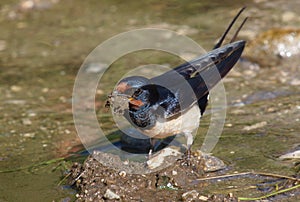 Barn swallow (Hirundo rustica) gathering mud for the nest