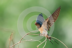 Barn Swallow, Hirundo rustica, House Swift, Apus nipalensis