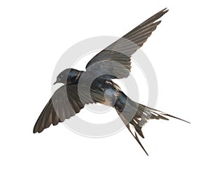 Barn Swallow, Hirundo rustica, lying