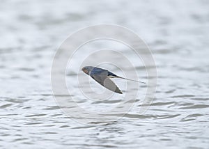 Barn swallow (Hirundo rustica) is the most widespread species of swallow in the world.