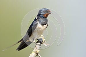 Barn swallow (Hirundo rustica) photo