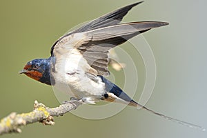 Barn swallow (Hirundo rustica) photo