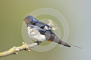 Barn swallow (Hirundo rustica) photo